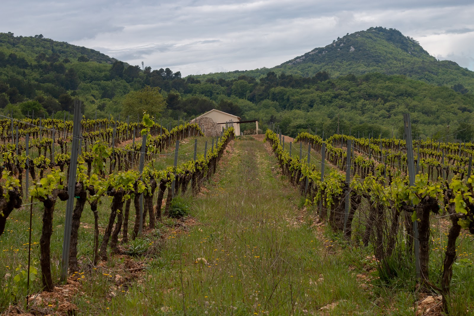 Au cœur des vignes de la Mongestine, entourées par les collines boisées