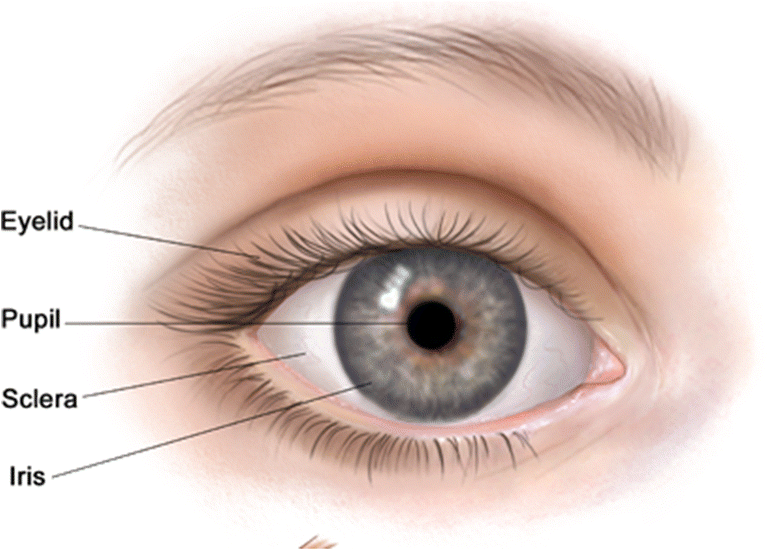 Labeled diagram of the eye