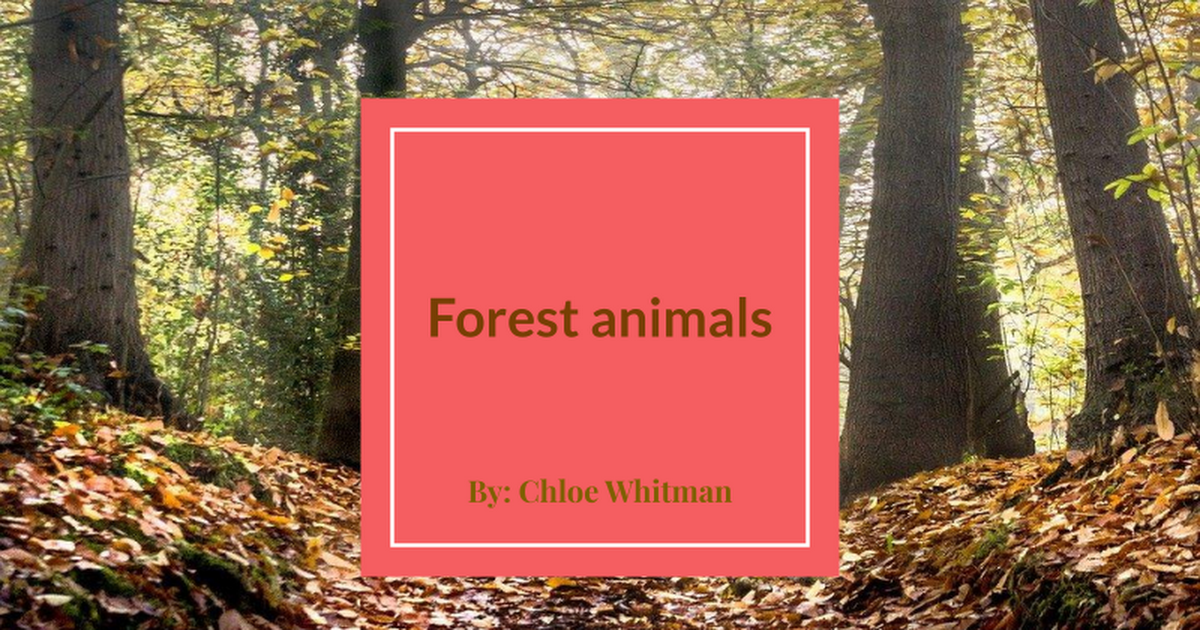 Chloe Whitman- Forest animals