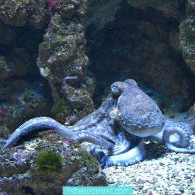 Do female octopuses kill males