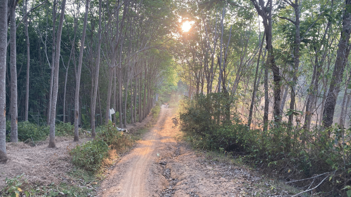 A trail runs through the Layan area in Phuket