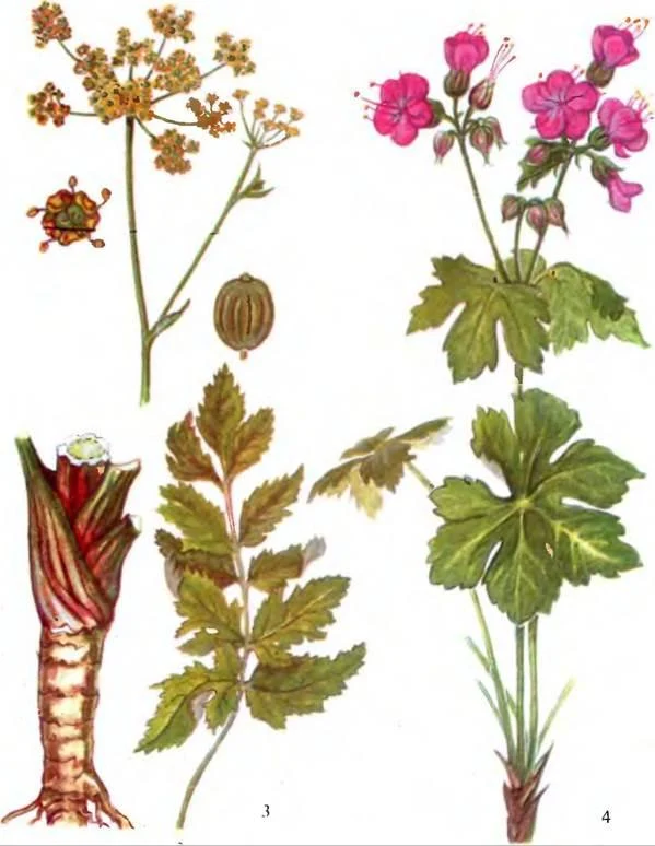 D:\0 wd yedek\acr yedek\1 film indirme\sovremennaya_fitoterapiya_dosyalar\image117.jpg