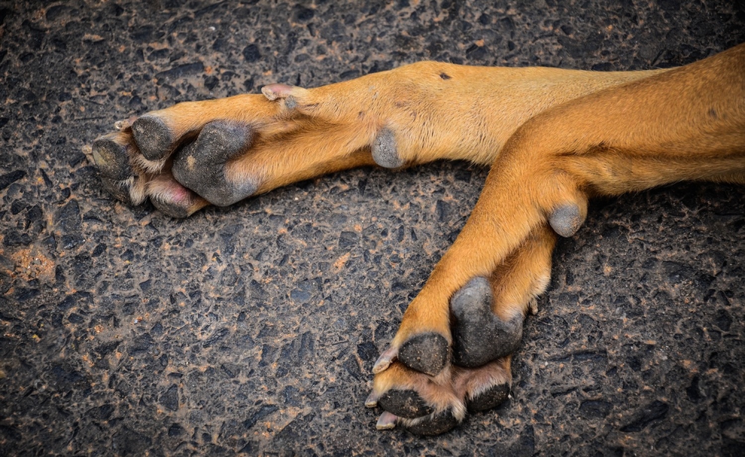 Hyperkeratosis Dog Paw: All You Need To Know 5 RzK02fX7UwHdAimBgjzswk4xoF we9 eU6nkoJeM2FWpI SKe50UF2S8CVoC7VjQwK0TAHQ Hrcn7GhswRHie0WGYROtLqBzIfMM9YuMSmEam26nt zOsEdlNQ2OJ9PPDfcw6pB7rgDr18kiNZujdEc