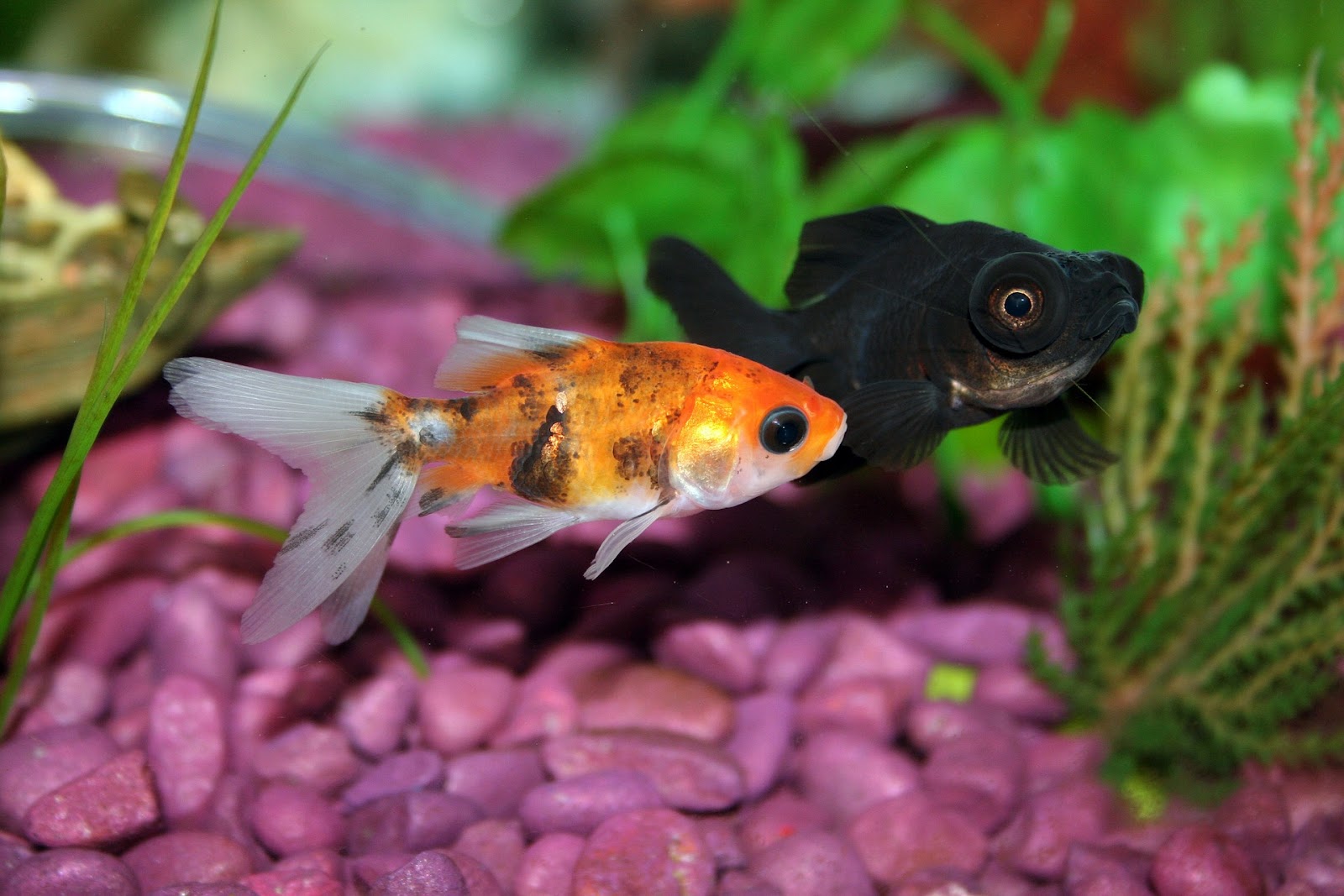 Calico goldfish and black moor goldfish