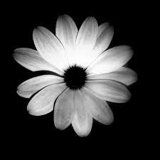 Image result for daisy flower