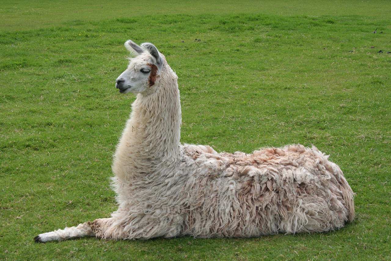 File:Llama lying down.jpg - Wikimedia Commons