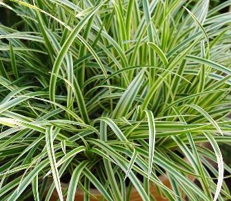 Carex morrowii 'Vanilla Ice'® - Laîche vanillée
