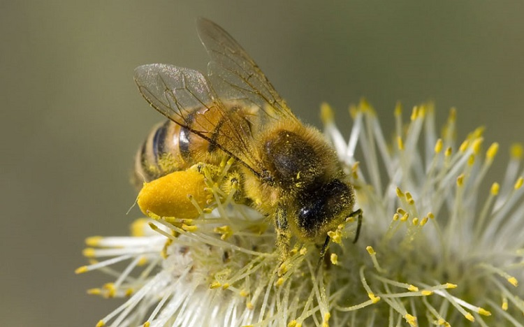 Cấu tạo bên trong của ong
