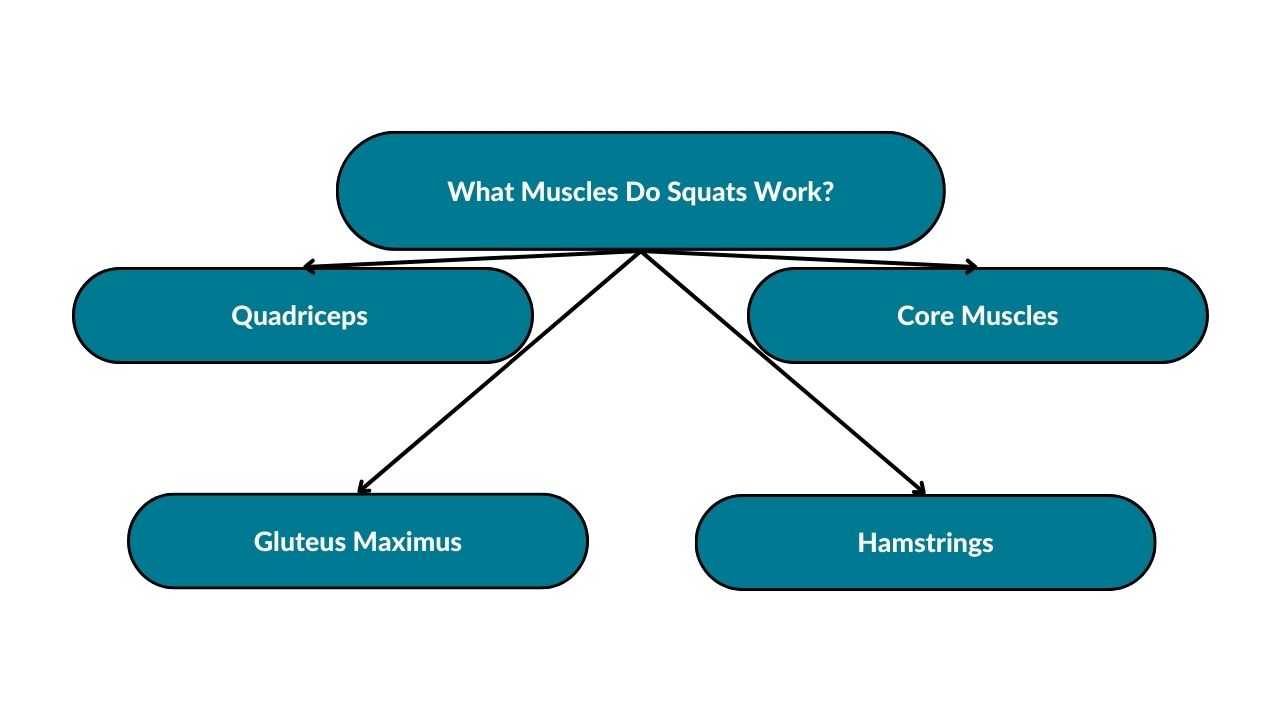 The image showcases different muscles that work during squats. Those include quadriceps, gluteus maximus, hamstrings, and core muscles such as obliques. 