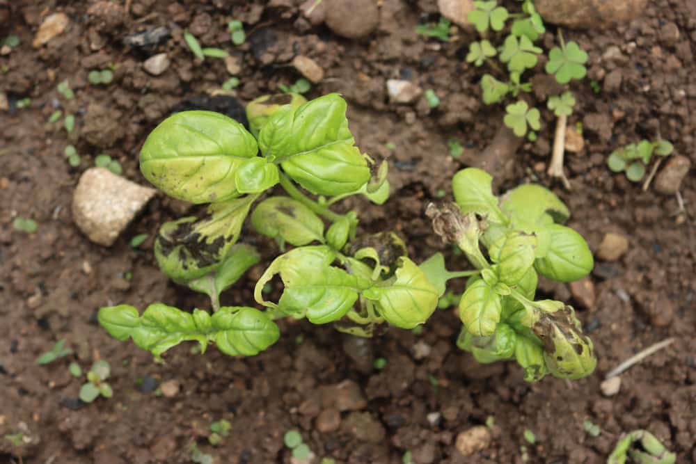 Basil plant rowing in the vegetable garden with yellow and dry spots on leaves. 