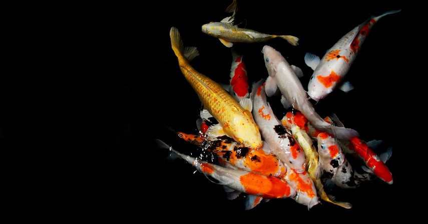 Mempelajari Berbagai Hal Mengenai Ikan Hias - Tips Sukses Usaha Ikan Hias Modal Kecil untuk Pemula