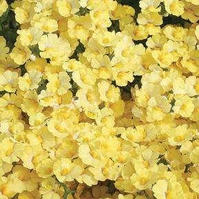 Image result for nemesia sunsatia lemon