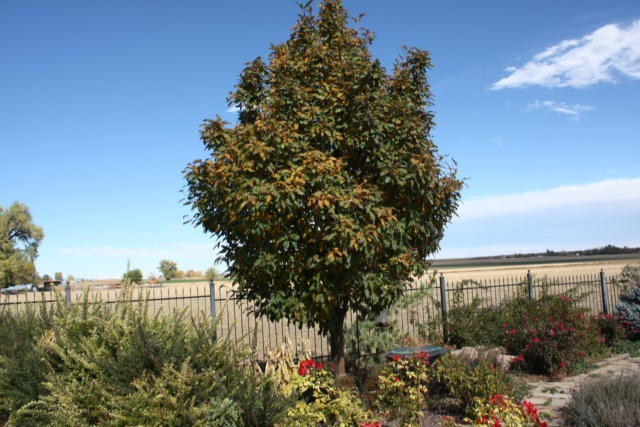 How long should you season mountain ash wood