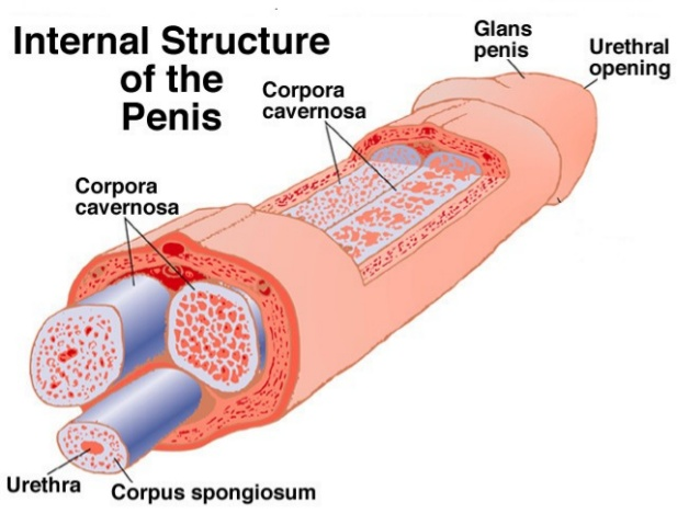 Right penis curved to Bent Penis