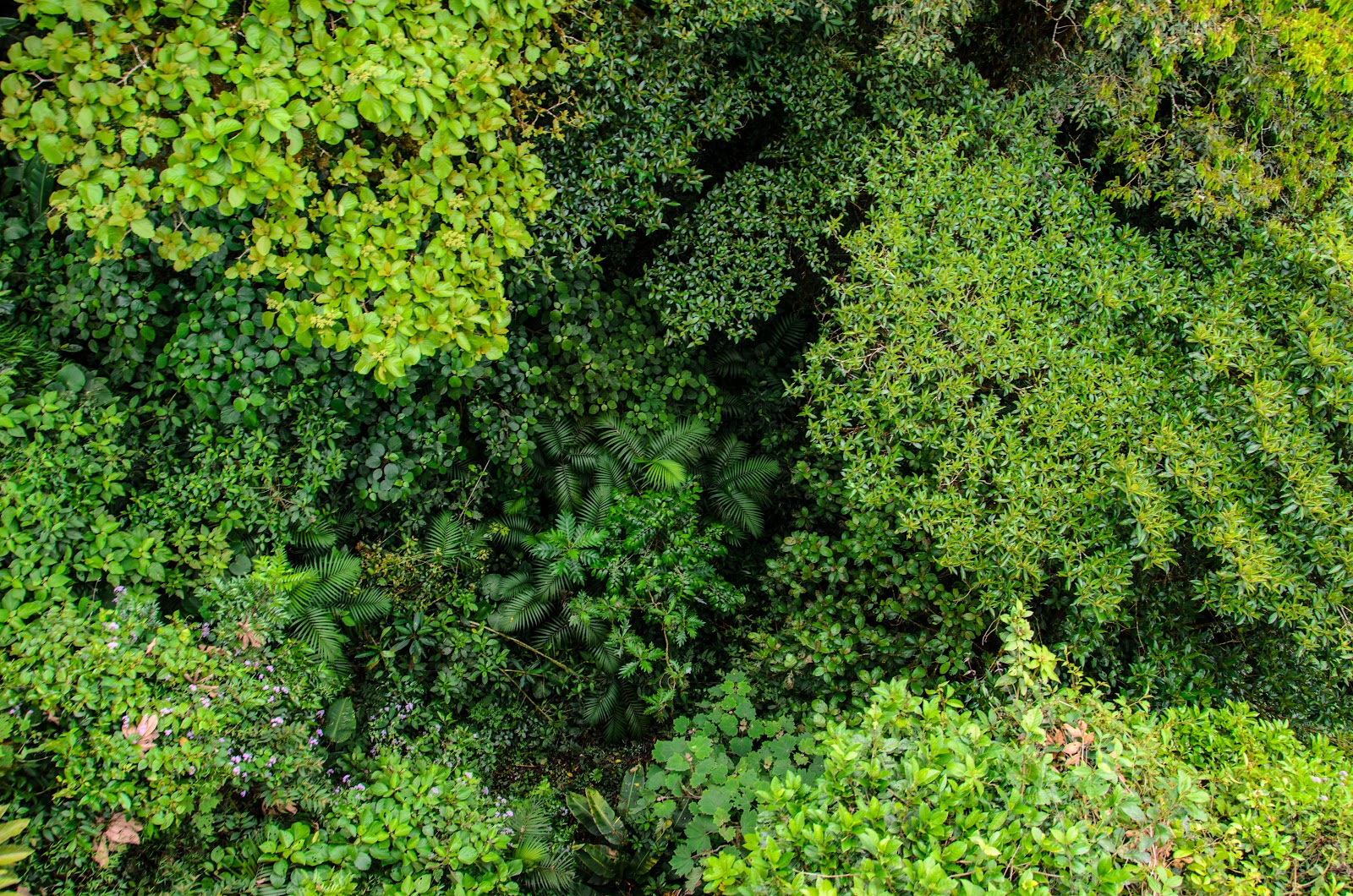 Monteverde Cloud Forest