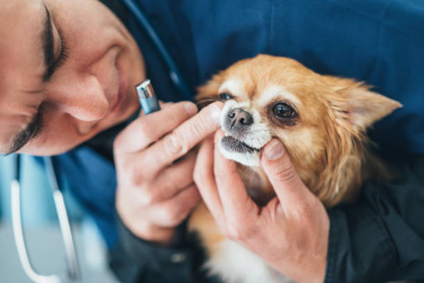 Dental Health for Chihuahuas