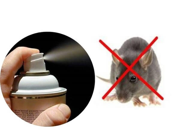 Những lưu ý đuổi chuột bằng mùi hiệu quả