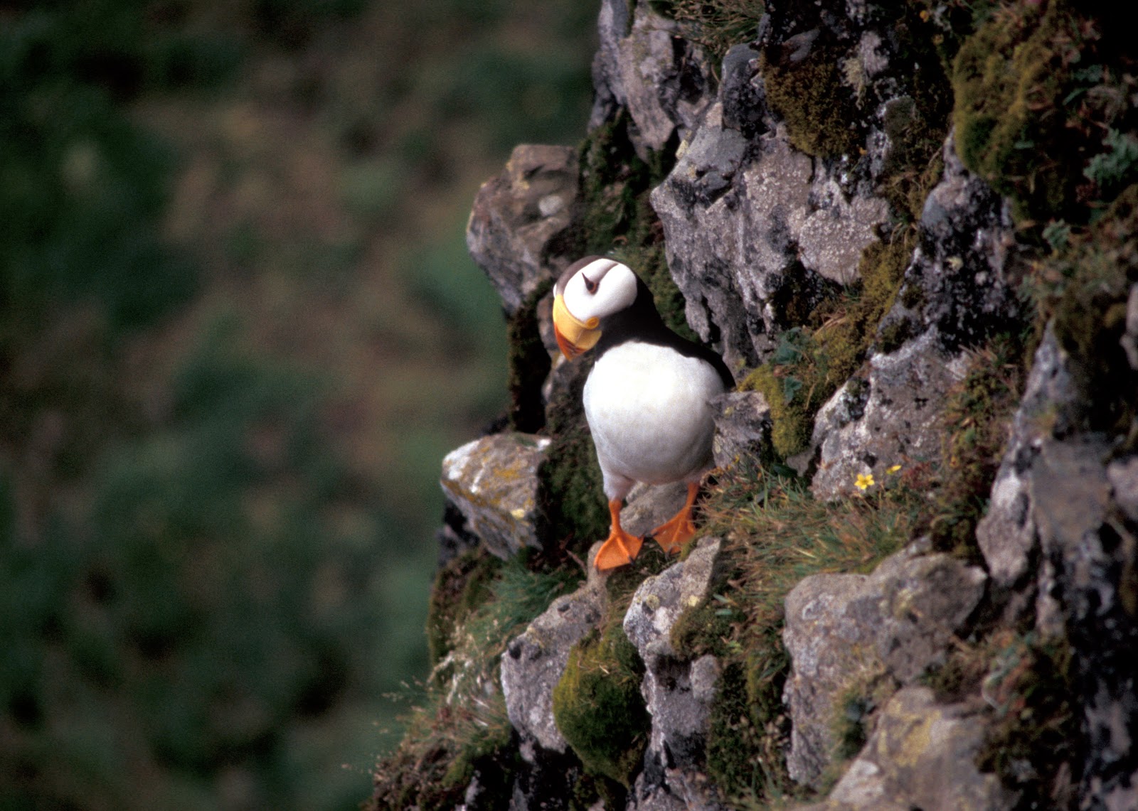 Horned puffin, Hall Island. &quot;