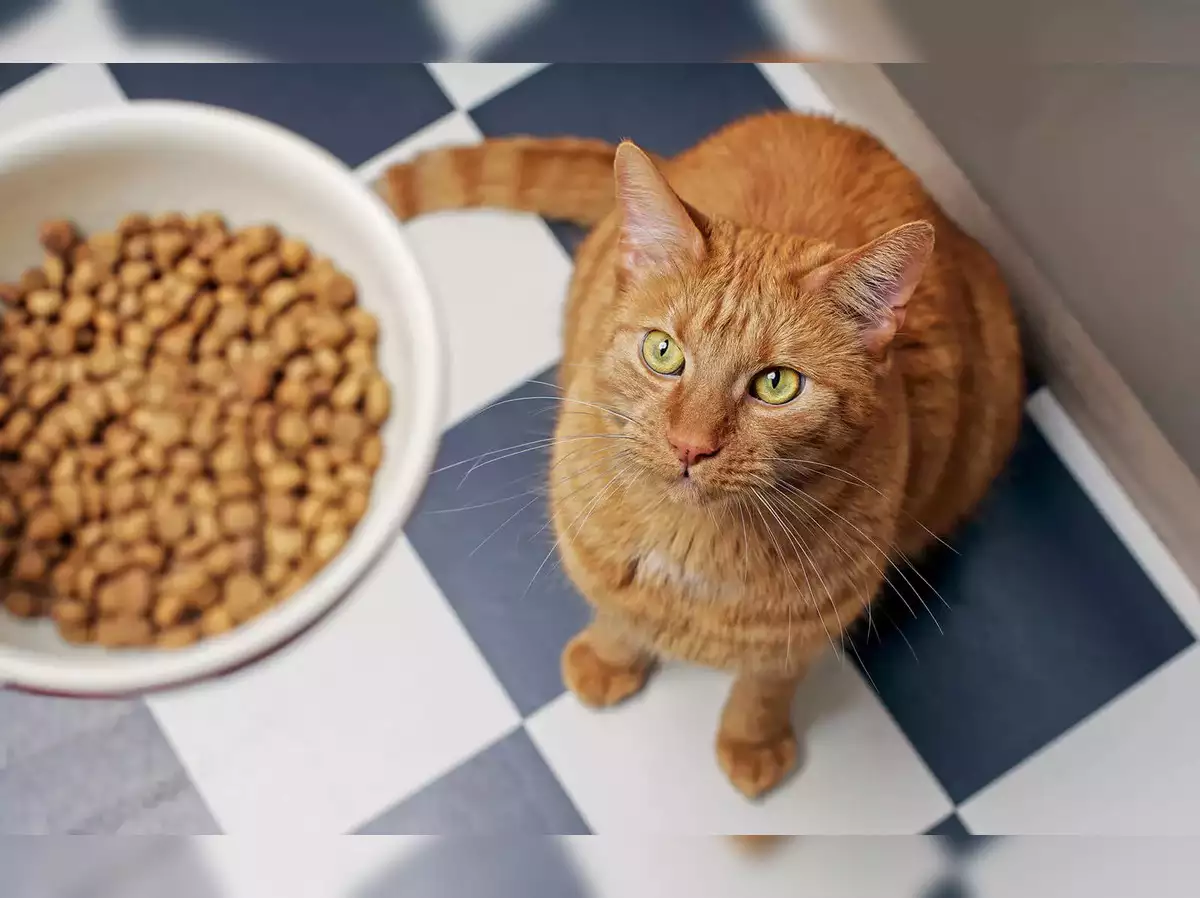 أطعمة تجنب إطعامها لصحة القطط: احترس من هذه الخيارات الغذائية الضارة - متجر  بابون لمستلزمات القطط والحيوانات الأليفة