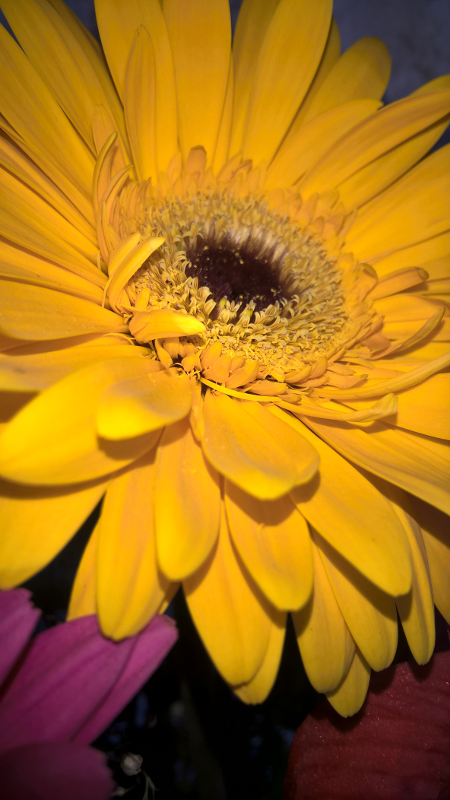 flor reducida 1 PNG.png