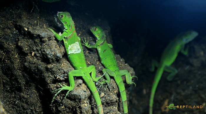 O imagine care conține reptilă, Reptilă cu solzi, Iguania, Anole

Descriere generată automat