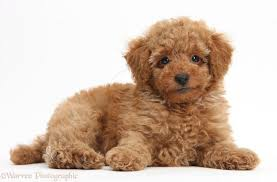Chocolate Toy Poodle - Everything You Need To Know