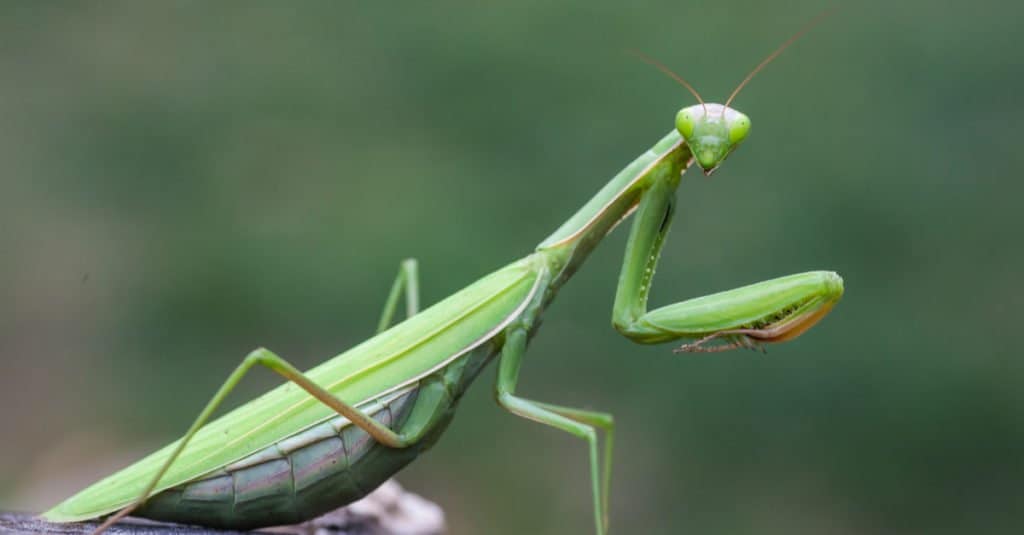 Praying Mantis 