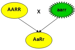 http://saberespractico.com/wp-content/themes/imagination/Leyes%20de%20Mendel%20(tercera%20ley)2.jpg