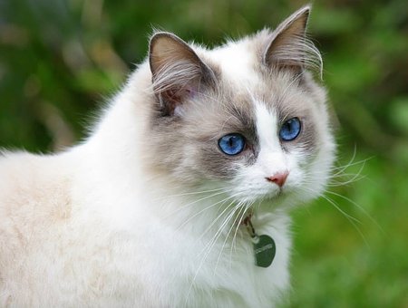 The Ragdoll Cats: All About Their Breed Overview