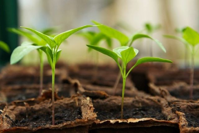 Why pepper seeds not germinating