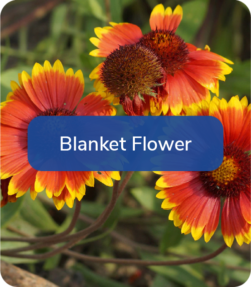 blanket flower