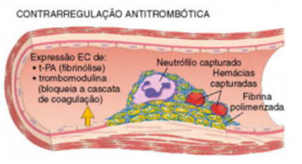 Contrarregulação antitrombótica