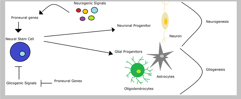 File: L'influence des gènes proneuraux dans le développement neuronal.png