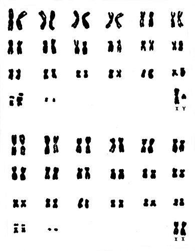 Karyotypes of male and female nutrias.
