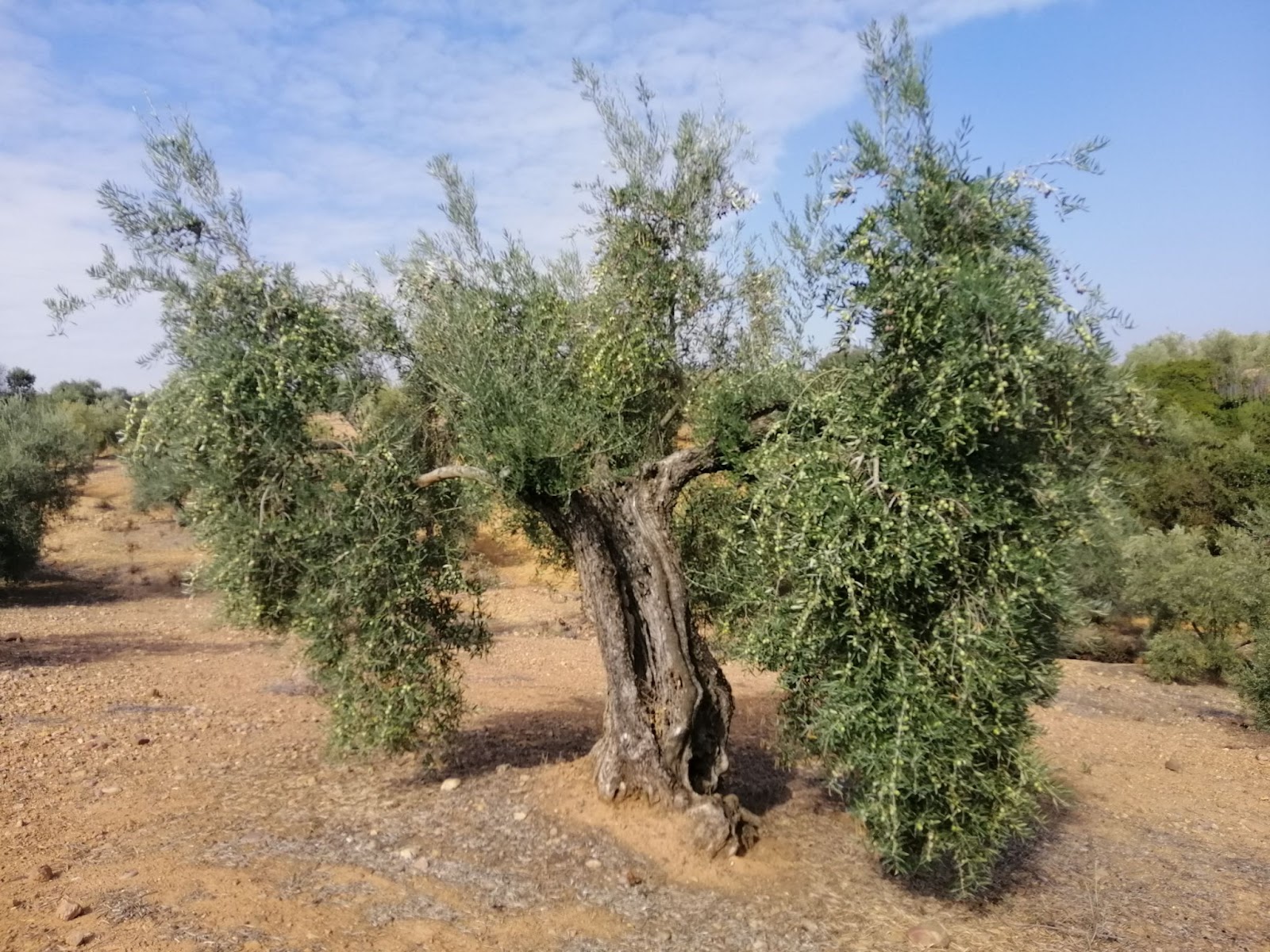 Olive tree with low crown density, which makes the survival and expansion of the repilo very difficult.