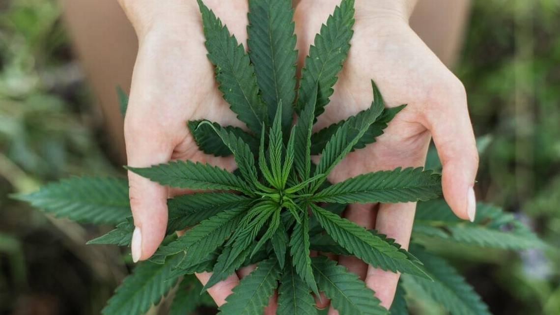Oregon's marijuana sales 420% stronger along Idaho's border | Idaho  Statesman