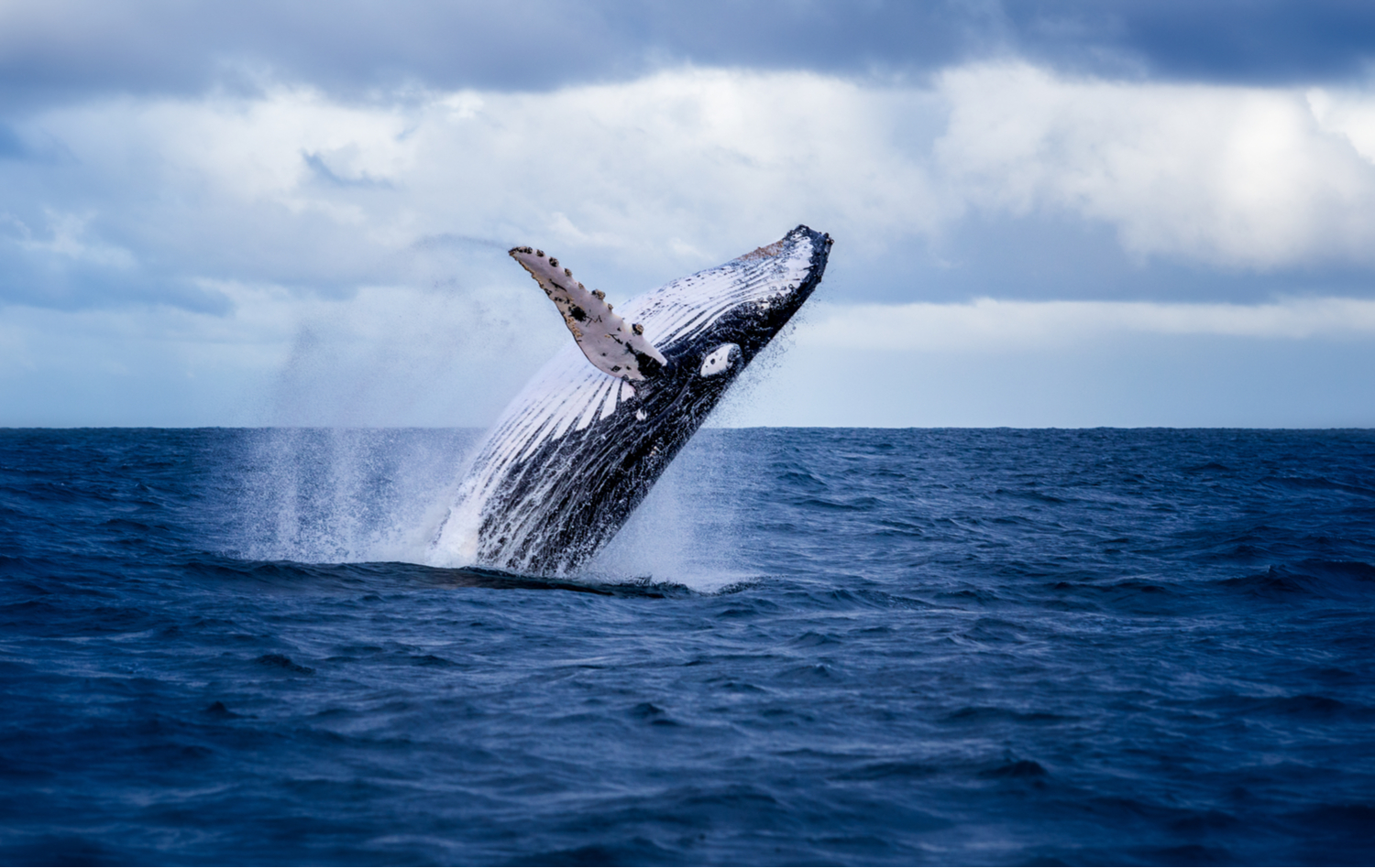 a whumpback whale leaps from the water