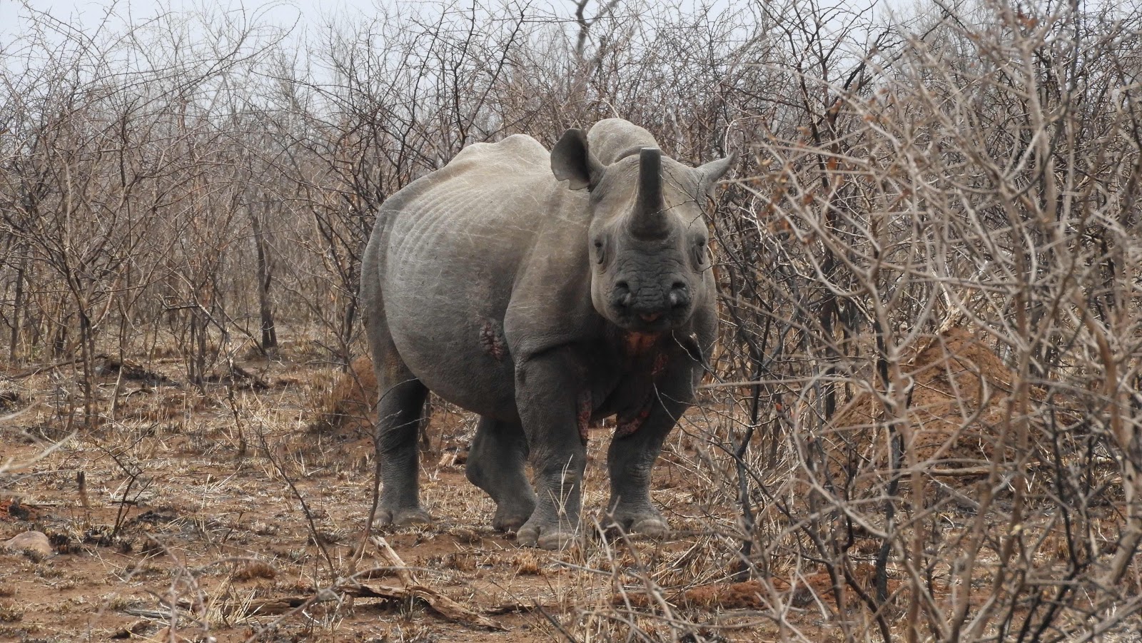 Mkhaya black rhino