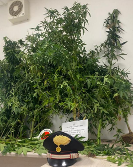 S.CROCE ARRESTATO 66 ENNE: COLTIVAVA PIANTE DI CANNABIS IN CASA ...