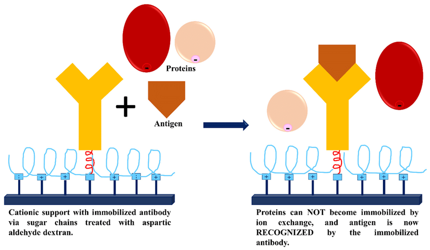 Antibodies immobilized on aminated supports coated with ASP-dexOx:... |  Download Scientific Diagram