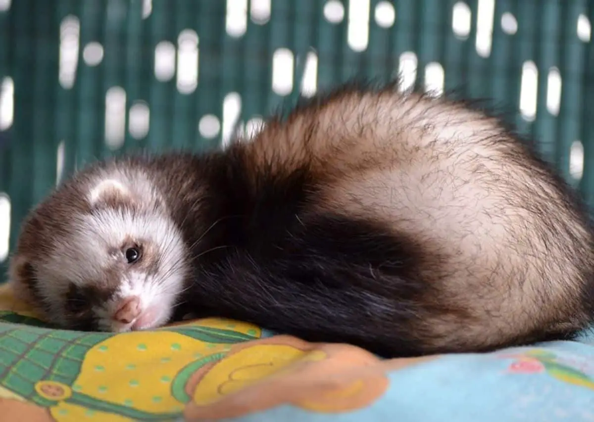 Adrenal Gland Disease Ferrets
