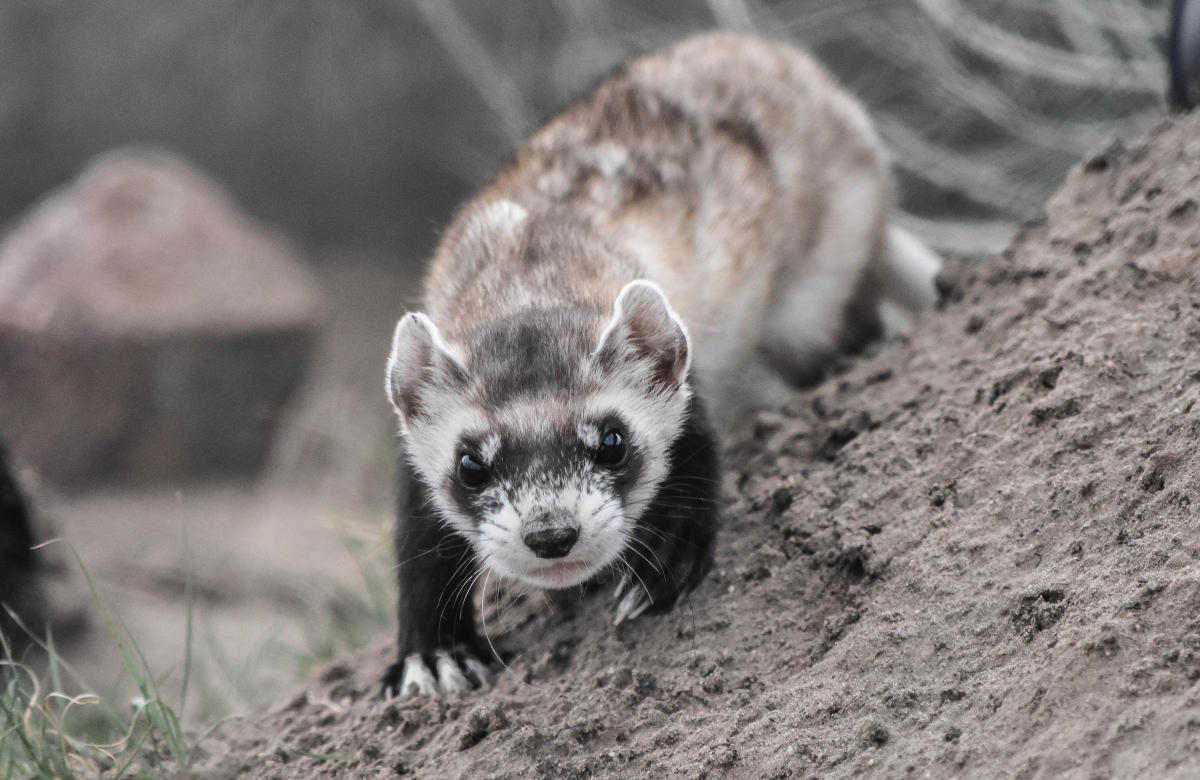 Black Footed Ferrets Fun Facts