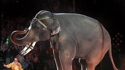 kosair shrine circus animal treatment