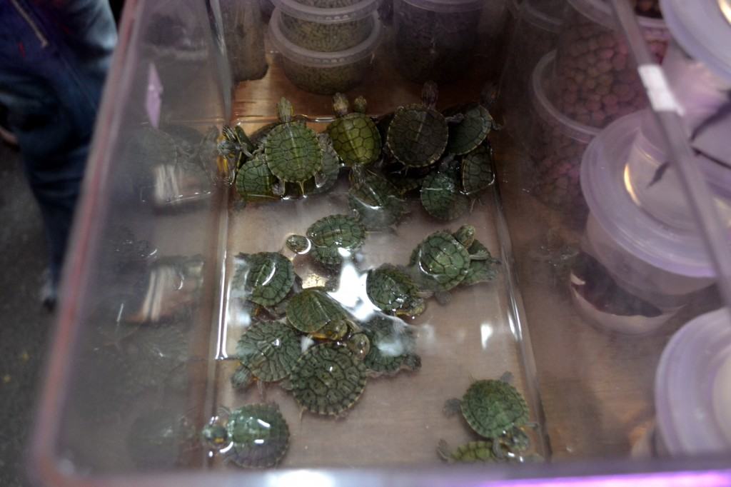 Baby turtles for sale at a night market in Kuching, Malaysian Borneo.
