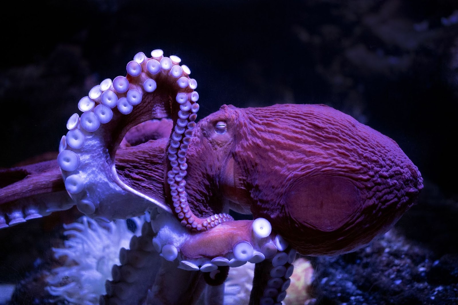 Weird Facts About Octopuses