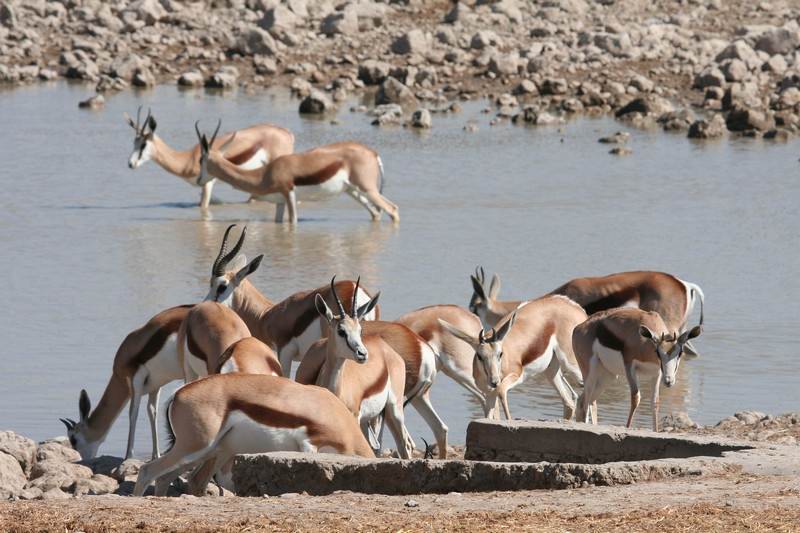 Etosha-antelope-Springbok.jpg