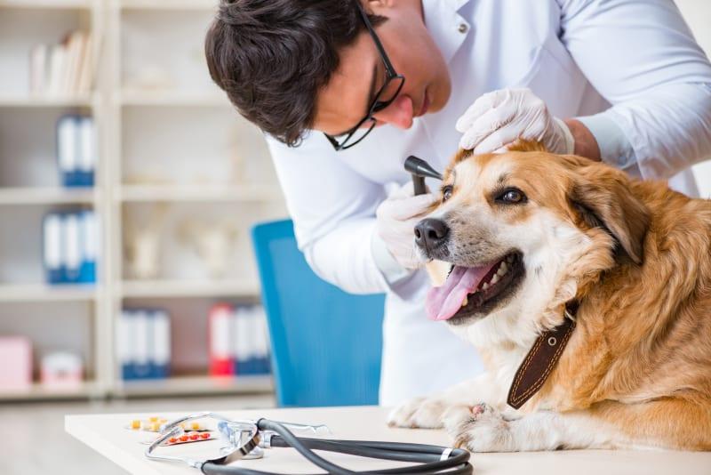 Routine Vet Exams - Importance Of Regular Checkups For Your Cat Or Dog? |  Thornton Vets