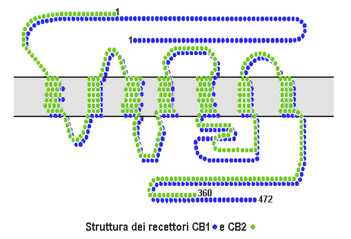 Fichier: Cb1 cb2 structure.png