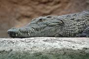 Image result for photos of crocodile