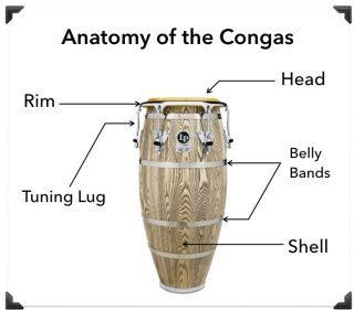 Anatomie des congas